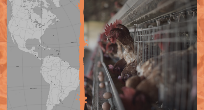 casos de gripe aviar en humanos